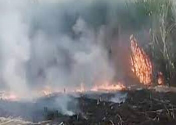 نفوق 3 رؤوس ماشية فى حريق بدشنا 30 - جريدة المساء