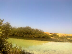 المانجروف.."كله فوايد" !! 20 - جريدة المساء