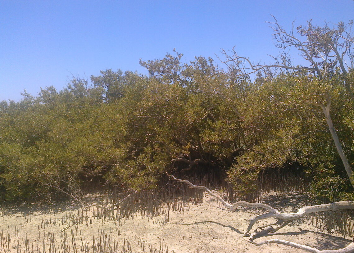 المانجروف.."كله فوايد" !! 18 - جريدة المساء