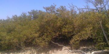 المانجروف.."كله فوايد" !! 1 - جريدة المساء