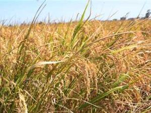 انطلاق موسم حصاد الأرز الجاف .. بالشرقية 20 - جريدة المساء