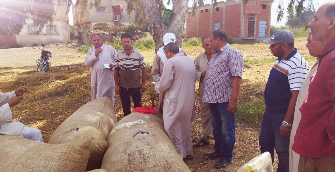 زراعة كفر الشيخ :بيع4.9 ألف قنطار قطن 17 - جريدة المساء