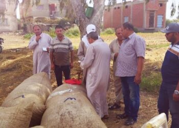 زراعة كفر الشيخ :بيع4.9 ألف قنطار قطن 33 - جريدة المساء