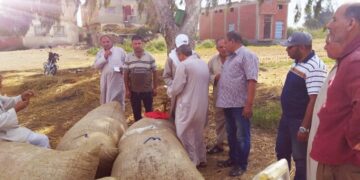 زراعة كفر الشيخ :بيع4.9 ألف قنطار قطن 1 - جريدة المساء