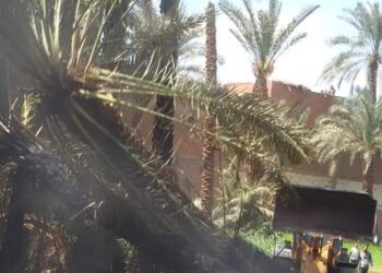 حريق بني سويف التهم 15  نخلة 23 - جريدة المساء