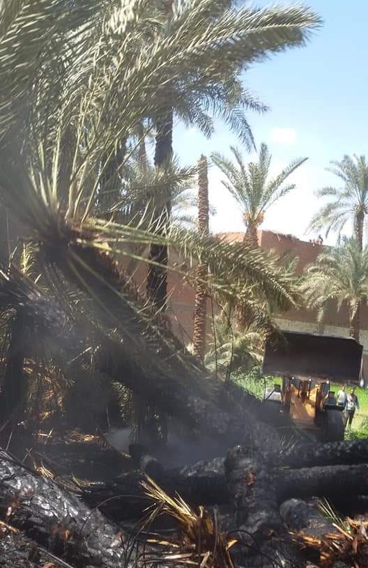 حريق بني سويف التهم 15 نخلة 20 - جريدة المساء حريق بني سويف التهم 15 نخلة 19 - جريدة المساء