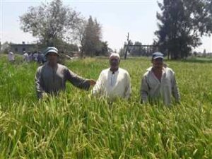 انطلاق موسم حصاد الأرز الجاف .. بالشرقية 25 - جريدة المساء انطلاق موسم حصاد الأرز الجاف .. بالشرقية 24 - جريدة المساء