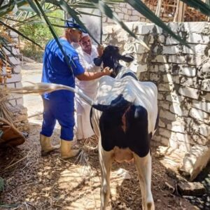قافلة معهد بحوث التناسليات بالهرم تقدم الخدمات البيطرية مجانًا .. بسيوه 21 - جريدة المساء