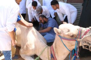 ضمن مبادرة "حياة كريمة".. جامعة جنوب الوادي تنظم قافلة متعددة التخصصات بقرية "هو" بنجع حمادي 31 - جريدة المساء