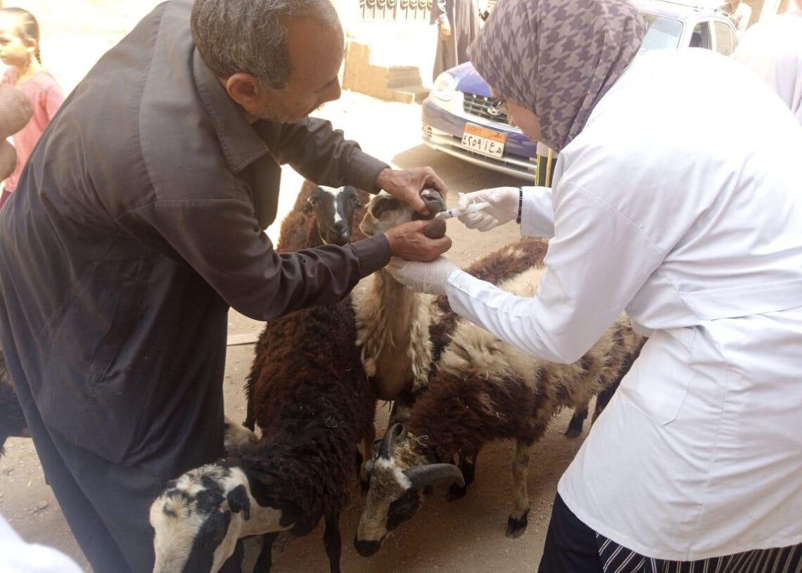 قافلة جامعة سوهاج البيطرية تنطلق لقرية آبار الملك وتعالج ٥٦٠ حالة مرضية 18 - جريدة المساء قافلة جامعة سوهاج البيطرية تنطلق لقرية آبار الملك وتعالج ٥٦٠ حالة مرضية 17 - جريدة المساء