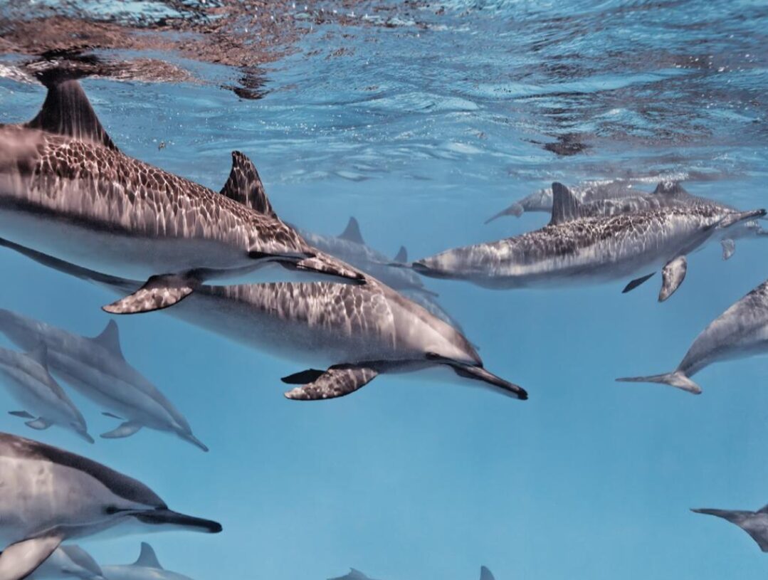 بالتزامن مع الاحتفال بيوم السياحة العالمى الترويج للمحافظات المصرية ب ١٤ لغة..خلال ٢٧ يوما 18 - جريدة المساء