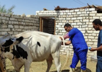 وزير الزراعة: إعطاء 3.1 مليون جرعة ضد الحمي القلاعية وحمى الوادي المتصدع 35 - جريدة المساء