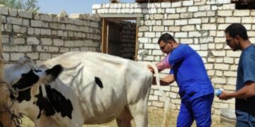 وزير الزراعة: إعطاء 3.1 مليون جرعة ضد الحمي القلاعية وحمى الوادي المتصدع 2 - جريدة المساء وزير الزراعة: إعطاء 3.1 مليون جرعة ضد الحمي القلاعية وحمى الوادي المتصدع 1 - جريدة المساء