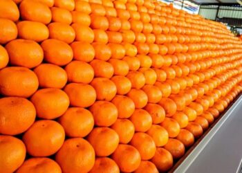 الزراعة: صادراتنا وصلت إلى 4.8 مليون طن.. بزيادة 600 الف طن عن العام الماضي 33 - جريدة المساء