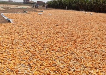 الزراعة تضبط 150 طن تقاوى اذرة شامية غير مرخص بانتاجها في محافظة البحيرة 19 - جريدة المساء