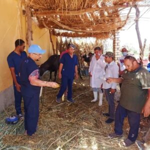 قافلة معهد بحوث التناسليات بالهرم تقدم الخدمات البيطرية مجانًا .. بسيوه 25 - جريدة المساء
