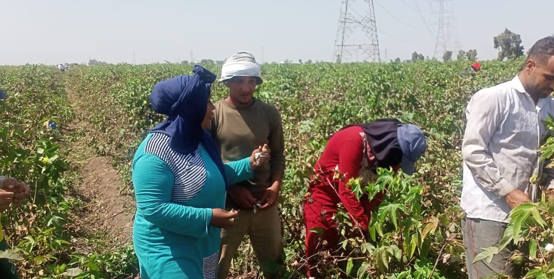 بدء موسم جنى القطن بمحافظة كفر الشيخ 20 - جريدة المساء بدء موسم جنى القطن بمحافظة كفر الشيخ 19 - جريدة المساء