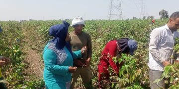 بدء موسم جنى القطن بمحافظة كفر الشيخ 2 - جريدة المساء بدء موسم جنى القطن بمحافظة كفر الشيخ 1 - جريدة المساء
