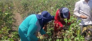 بدء موسم جنى القطن بمحافظة كفر الشيخ 24 - جريدة المساء بدء موسم جنى القطن بمحافظة كفر الشيخ 23 - جريدة المساء