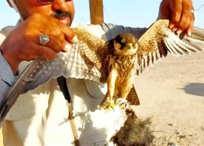 بيئة البحرالأحمر تزيل محطات لصيد الصقور 19 - جريدة المساء