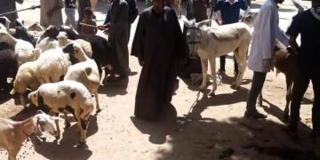 قافلةجامعة سوهاج البيطرية تعالج بالمجان مواشى الشيخ مكرم. 1 - جريدة المساء