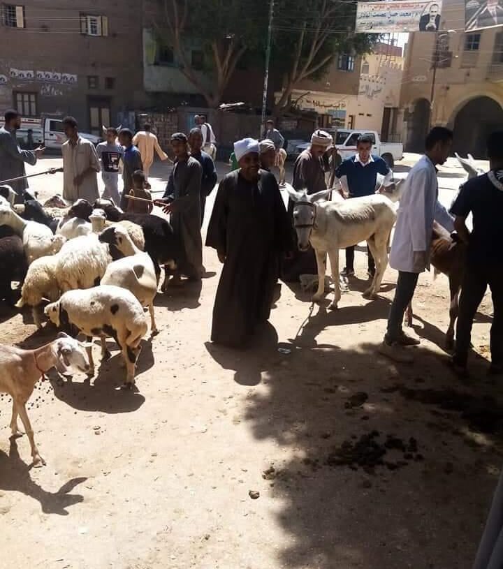 قافلةجامعة سوهاج البيطرية تعالج بالمجان مواشى الشيخ مكرم. 19 - جريدة المساء