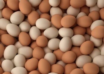 الزراعة: الحكومة تبذل جهودًا للسيطرة على أسعار البيض 26 - جريدة المساء