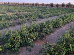 سيناء فى عيد .. بمشروعات ليس لها مثيل .. الرئيس حقق تنمية غير مسبوقة بتكلفة 650 مليار جنيه تعادل ميزانية 20 محافظة 28 - جريدة المساء