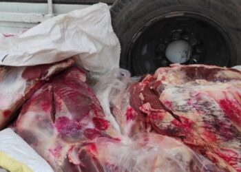 تحرير 168 محضرا تموينيا .. وضبط 60 طن ذرة صفراء وأعلاف داخل مصنع غير مرخص بالمنوفية 27 - جريدة المساء