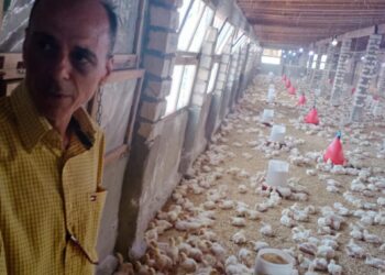  غلق ٣ مزارع دواجن بدكرنس 16 - جريدة المساء