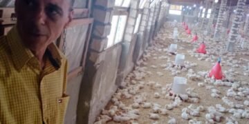  غلق ٣ مزارع دواجن بدكرنس 1 - جريدة المساء