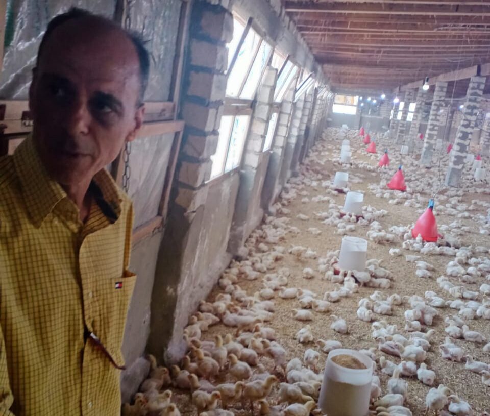  غلق ٣ مزارع دواجن بدكرنس 17 - جريدة المساء