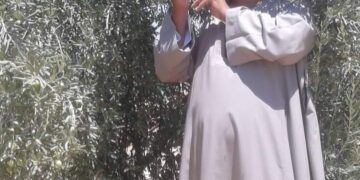 نقيب الفلاحين: التغييرات المناخيه دمرت انتاج الزيتون في مصر هذا الموسم 2 - جريدة المساء نقيب الفلاحين: التغييرات المناخيه دمرت انتاج الزيتون في مصر هذا الموسم 1 - جريدة المساء