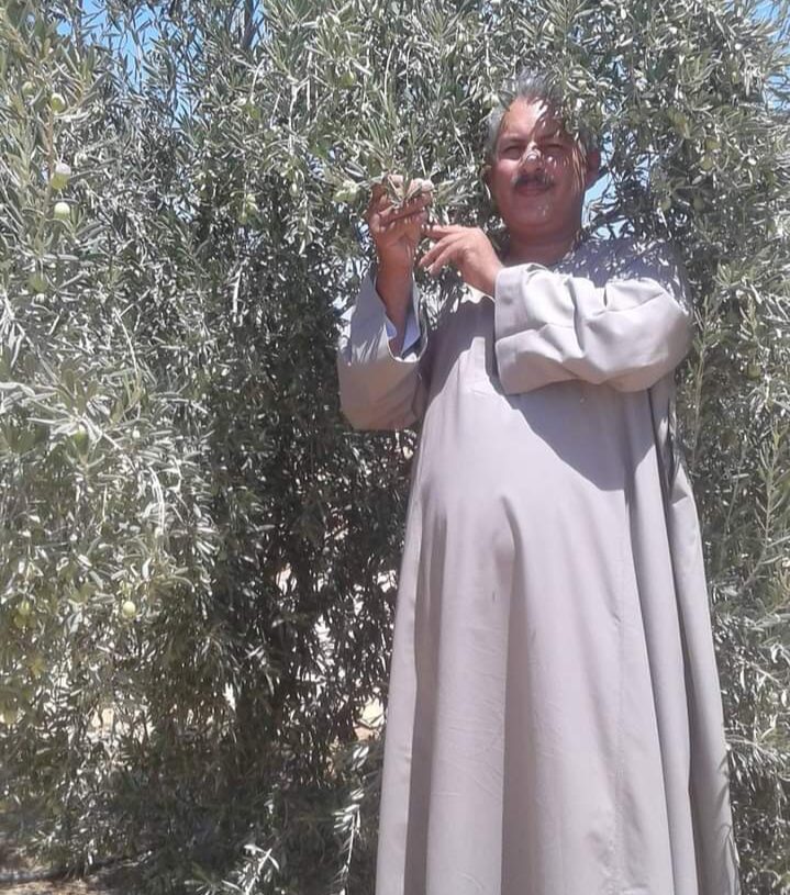 نقيب الفلاحين: التغييرات المناخيه دمرت انتاج الزيتون في مصر هذا الموسم 20 - جريدة المساء نقيب الفلاحين: التغييرات المناخيه دمرت انتاج الزيتون في مصر هذا الموسم 19 - جريدة المساء