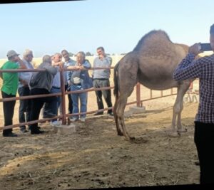الزراعة : التعاون بين "بحوث الصحراء و"اكساد""لتطوير مشروعات التحسين الوراثي للاغنام في جنوب سيناء _________ 19 - جريدة المساء