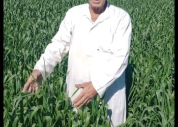 نقيب الفلاحين: 2 مليون فدان من الاقماح تزرع بتقاوي مكسورة تفقدنا نحو مليون طن من الاقماح 27 - جريدة المساء