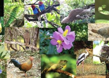 إجراءت حاسمة لحماية التنوع البيولوجى فى مصر 22 - جريدة المساء