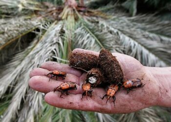 سوسة الخيل - صورة أرشيفية