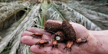 سوسة الخيل - صورة أرشيفية