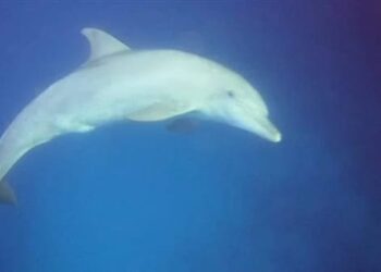 الدولفين ذو الأنف الزجاجى يداعب السائحين أثناء رحلتهم للغطس بالقصير 28 - جريدة المساء