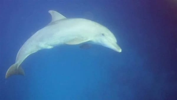 الدولفين ذو الأنف الزجاجى يداعب السائحين أثناء رحلتهم للغطس بالقصير 17 - جريدة المساء