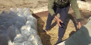 . ضبط سيارة محملة ب 3500 وحدة زريعة بكفر الشيخ واعادة ضخها ببحيرة البرلس 1 - جريدة المساء