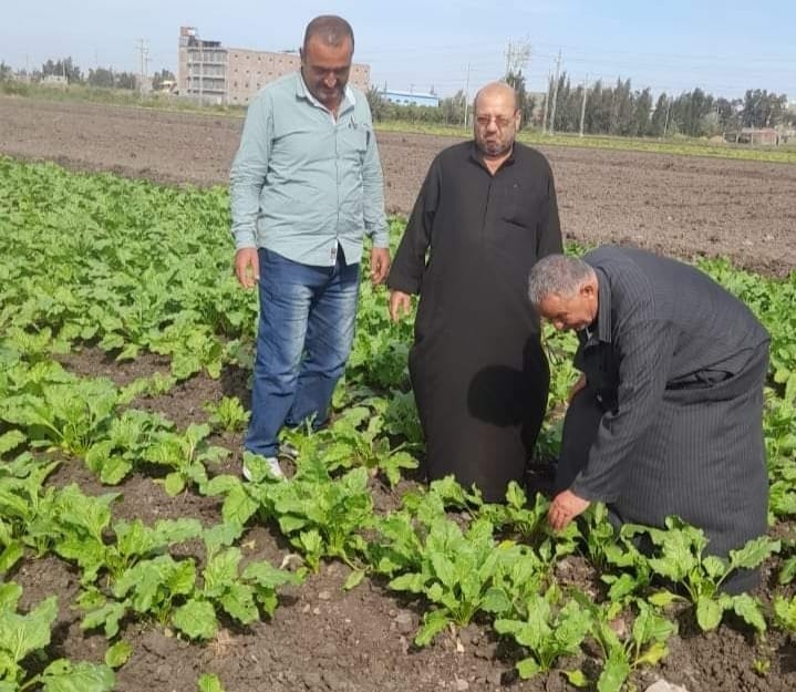 حملة لمتابعة حقول القمح المجهزة على مصاطب بكفر الشيخ 17 - جريدة المساء