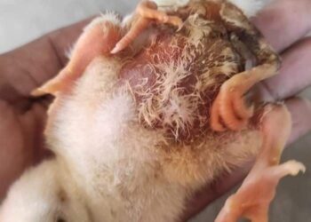 كتكوت ب ٤ ارجل فى مزرعه بقنا 24 - جريدة المساء