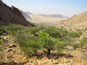 جبل علبة بالشلاتين محمية طبيعية تنفرد ب ١٢٥ نوعا نباتيا 25 - جريدة المساء