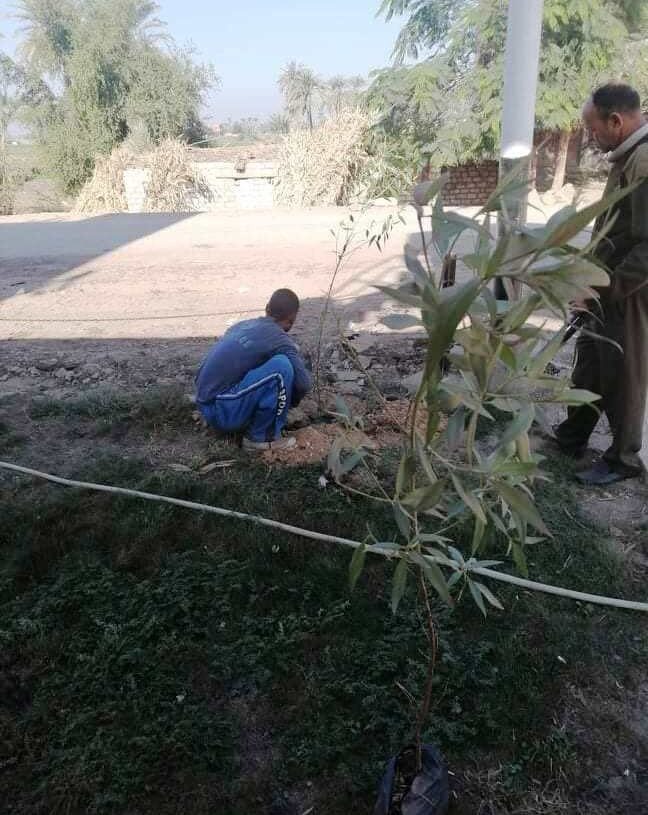 43 ألف و500 شجرة متنوعة في قرى مبادرة حياة كريمة بسوهاج 19 - جريدة المساء