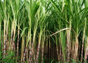 «المصرى للدراسات الاقتصادية»: صناعة السكر فى مصر تعانى تحديات كبيرة 16 - جريدة المساء