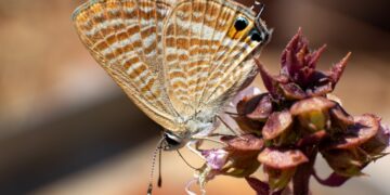 "البحث العلمي" تطلق الموسم الثاني لمسابقة الصور العلمية 1 - جريدة المساء