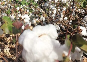 قطاع الأعمال : نجاح تجربة زراعة القطن قصير التيلة بشرق العوينات موسم 2021 17 - جريدة المساء