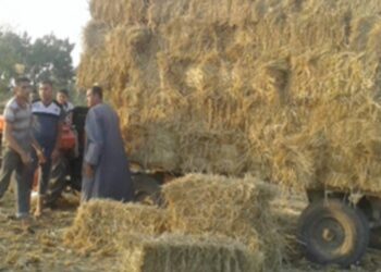الزراعة": تجميع اكثر من ٣٥٦ الف طن من قش الارز 15 - جريدة المساء